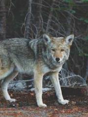 Morning sickness aft