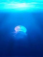 Yellow Spring Expres